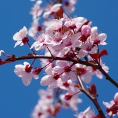 almond-blossom-5378_960_720