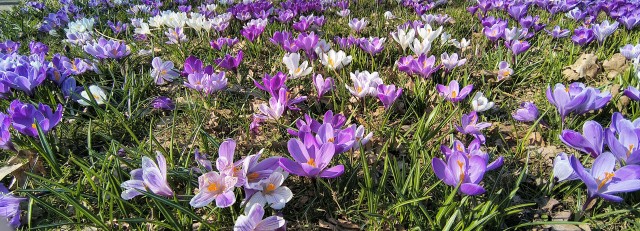 krokus